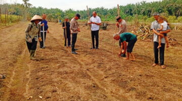 Gotong Royong di Lahan Sempit, Kapolsek Kampar Kiri Hilir Tanam Jagung Ramoro Bersama Warga