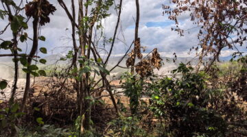 DOSA EKOLOGIS DI ATAS TANAH JARAHAN,Status Tersangka Para Kades Bongkar Borok Operasional dan Kejahatan Kehutanan PT AGM di Hulu Sungai Selatan